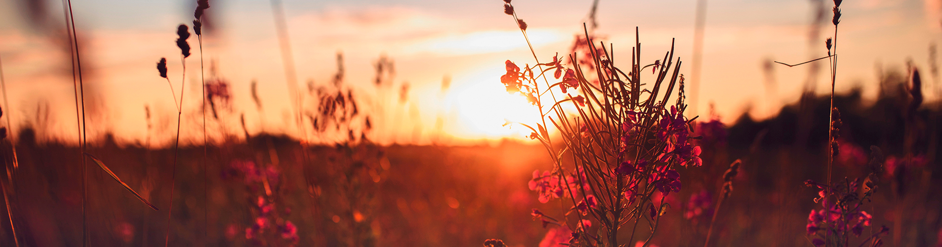 Победа авиабилеты из Пскова